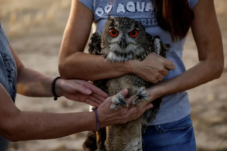 laudo de fauna em Itanhaém