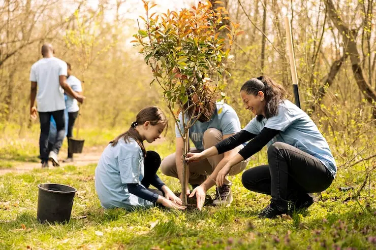 projeto de reflorestamento ambiental